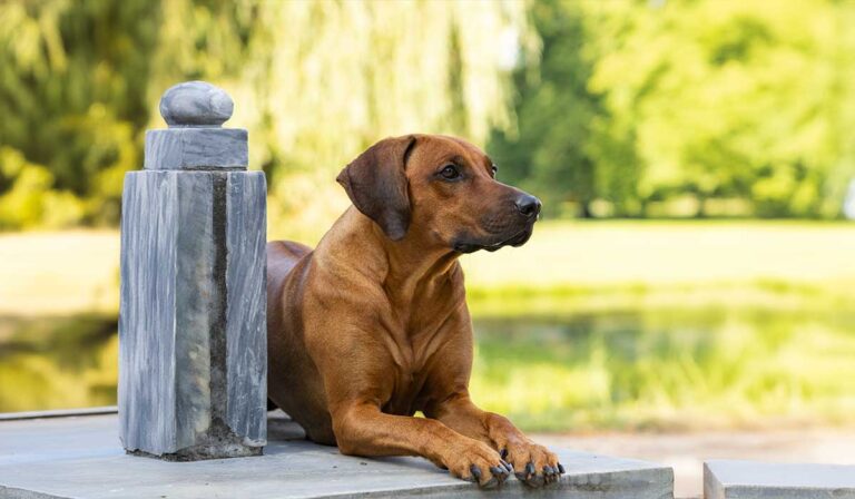Ein Rhodesian Ridgeback Hund steht an einer Säule, abgesichert durch eine Hundehaftpflicht-Versicherung.